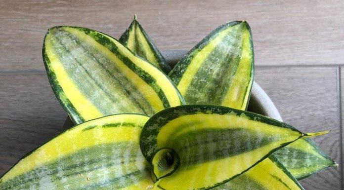 Low-Maintenance (But Pretty) Houseplants Low-Maintenance, But Pretty Houseplants