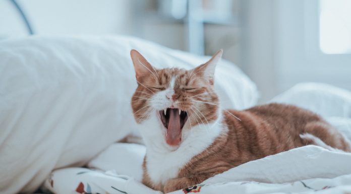 Tips for Keeping Your Home Fresh if You Have a Pet