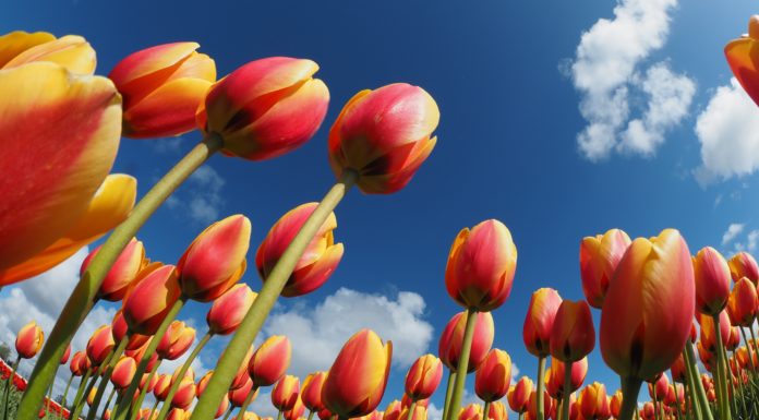 Tulip Extract Is The Next Big Skincare Ingredient