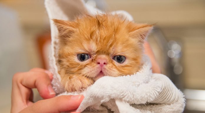3 Tips For Bathing Your Cat