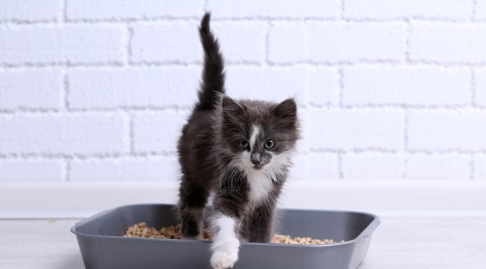 Get Cat Litter Delivered Directly to Your Door — In Bulk!