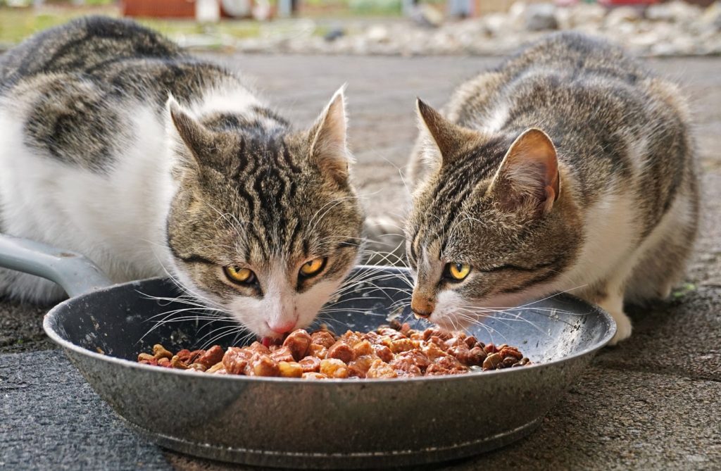 cat food brands to avoid