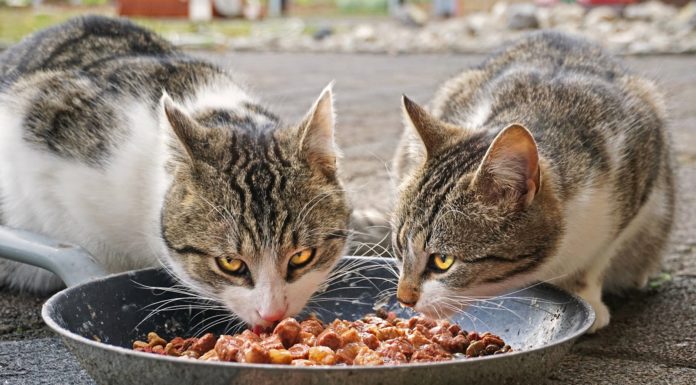 How to Avoid the Worst Cat Foods