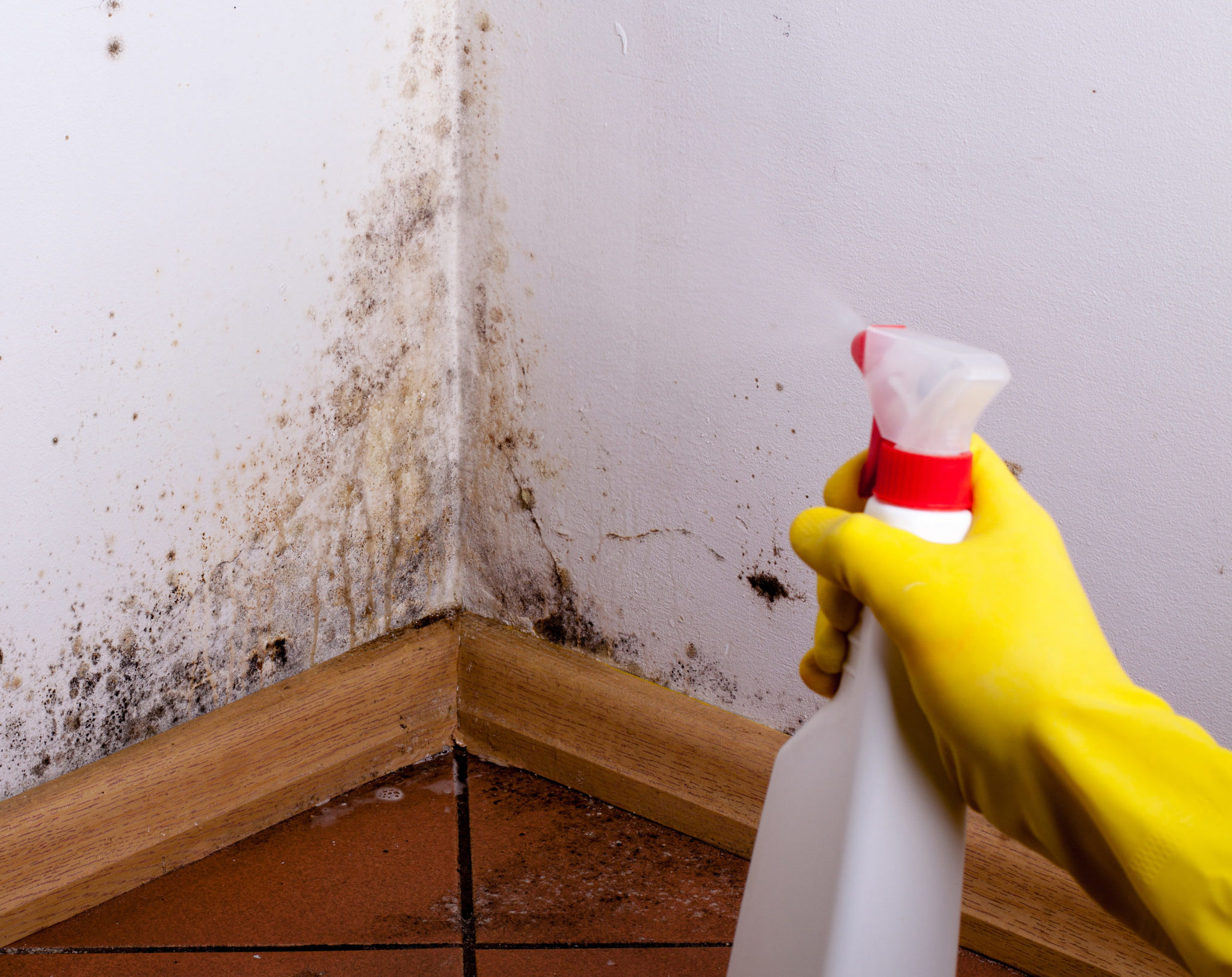 3 Step Guide For Removing Mold in Your Home - styleourlife.com - How To Peel Off The Mold On The Drywall